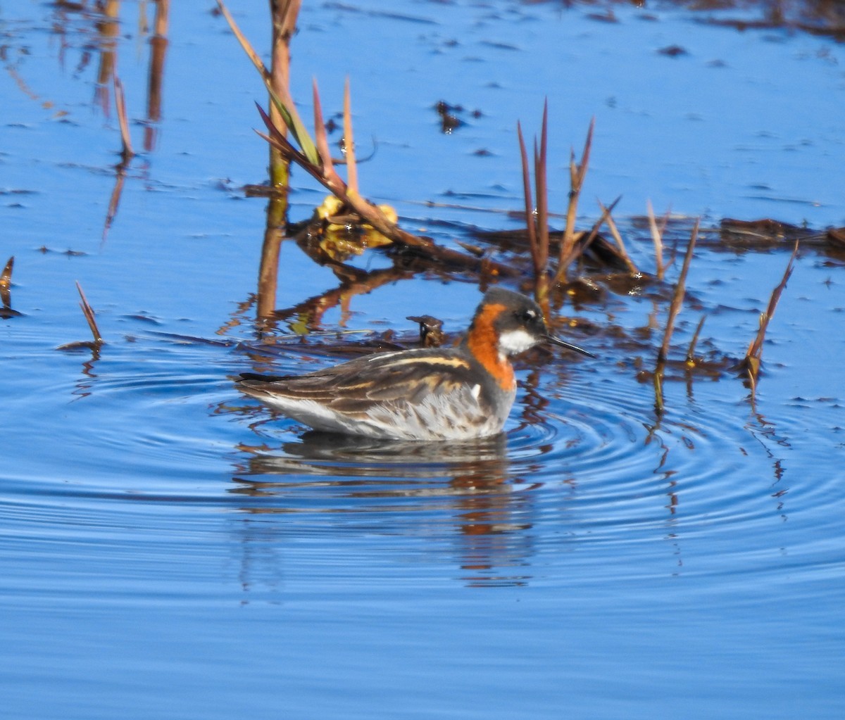 Red-necked Phalarope - ML167078901