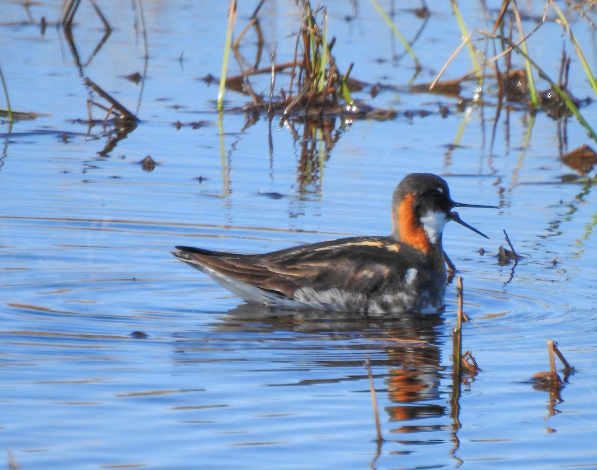 Phalarope à bec étroit - ML167078911