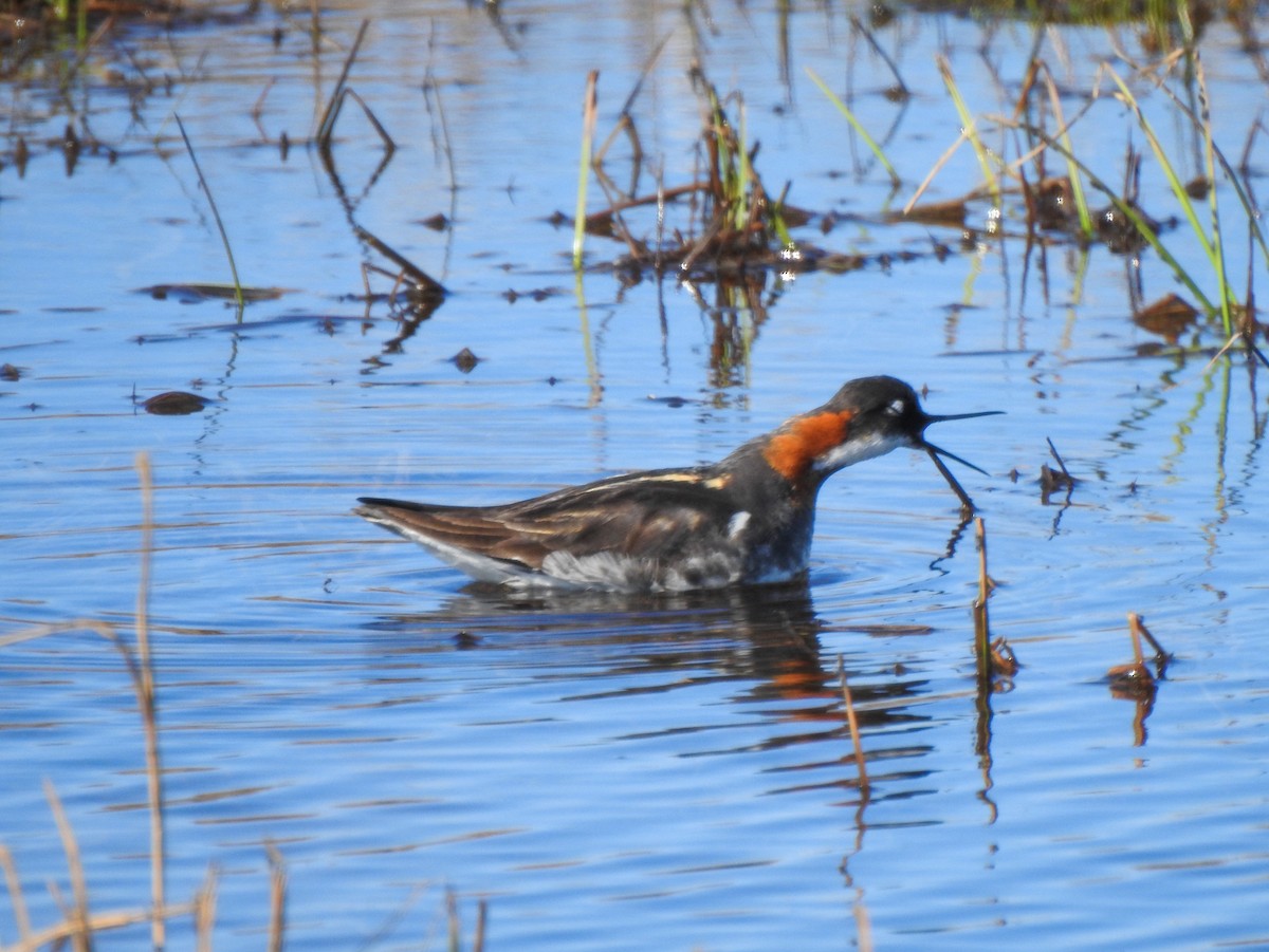 Phalarope à bec étroit - ML167078931