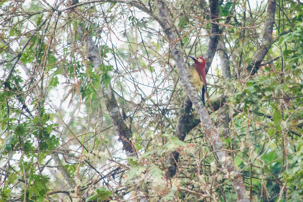 Crimson-mantled Woodpecker - ML167079201