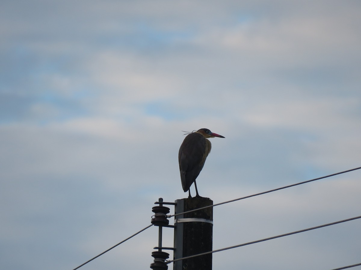 Whistling Heron - ML167079521