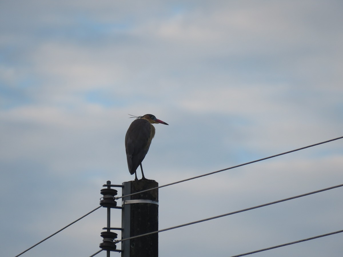 Whistling Heron - ML167079531