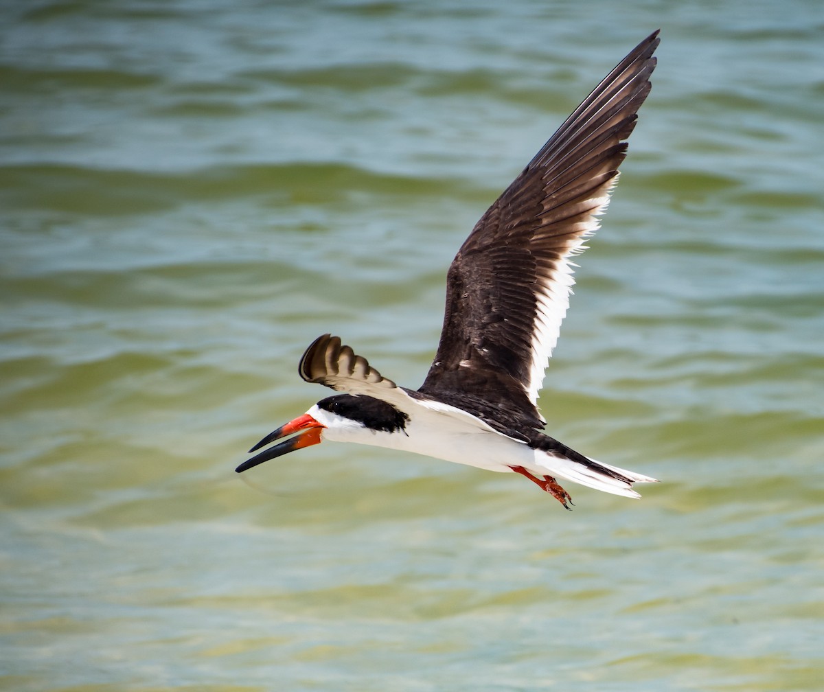 Black Skimmer - Natasza Fontaine