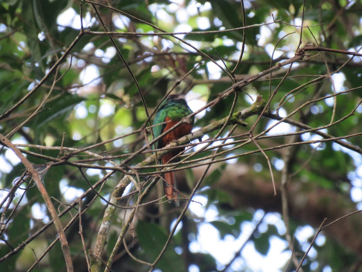 White-chinned Jacamar - ML167080581