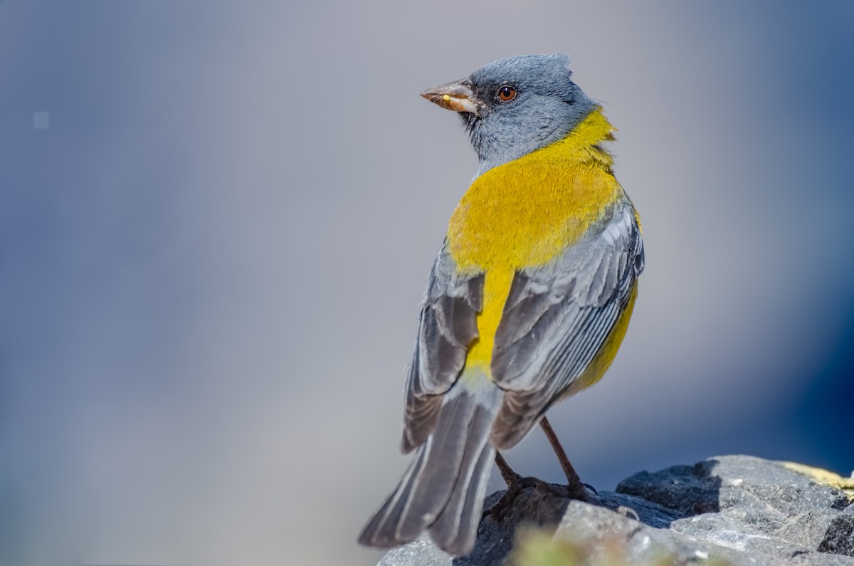 Gray-hooded Sierra Finch - ML167081461