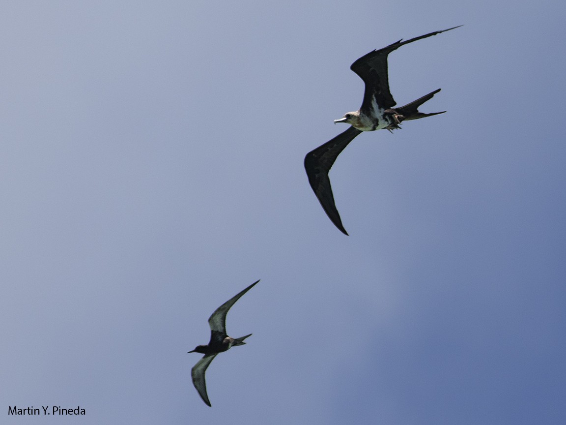 Christmas Island Frigatebird - ML167083241