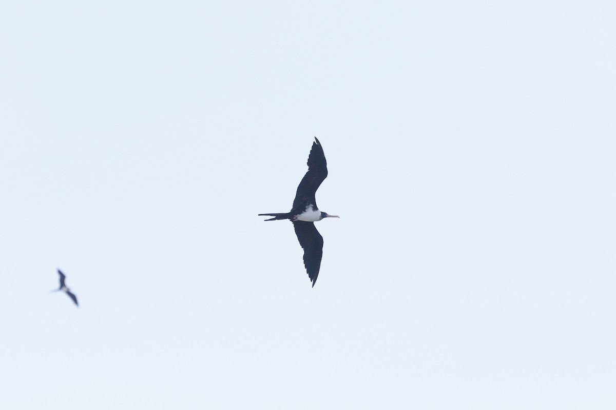 Christmas Island Frigatebird - ML167083381