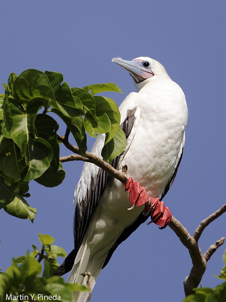 Red-footed Booby - ML167083511