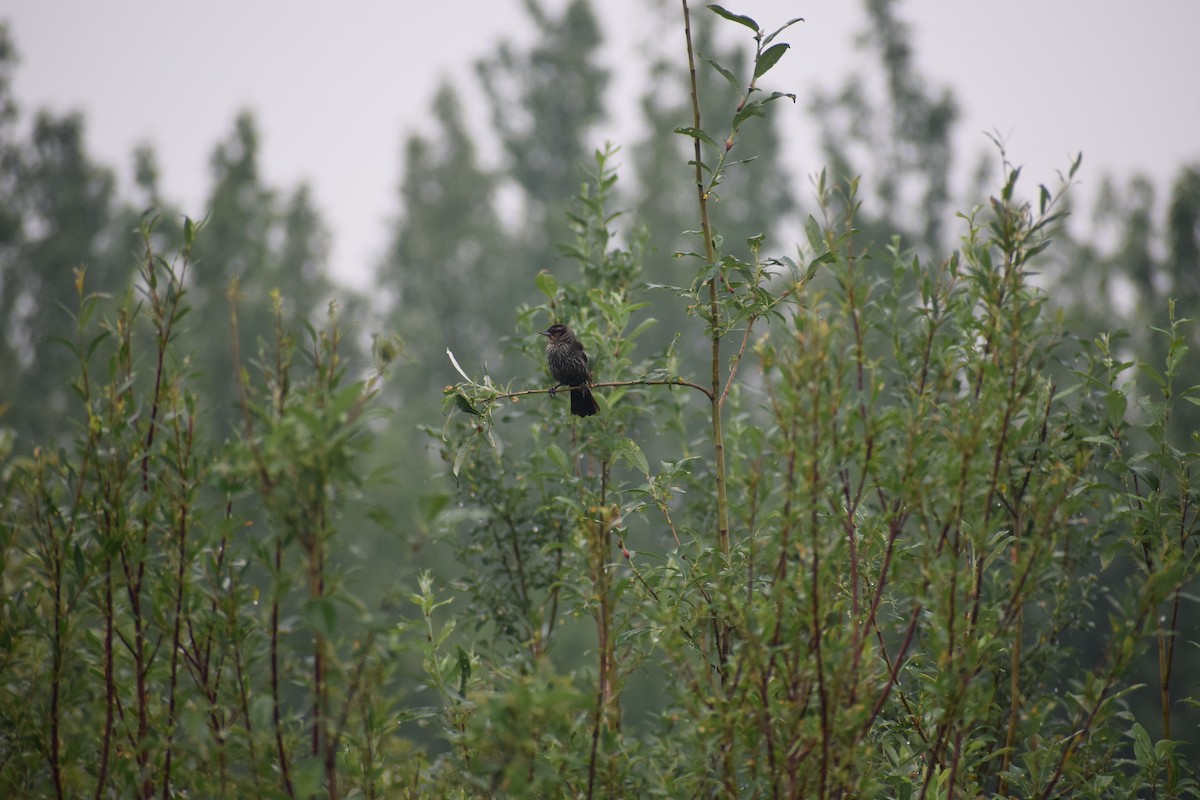 Red-winged Blackbird - ML167085401