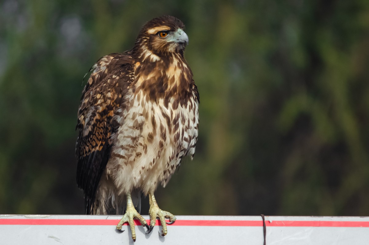 Harris's Hawk - ML167085471