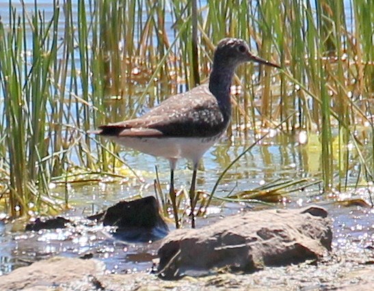 Solitary Sandpiper - sam hough