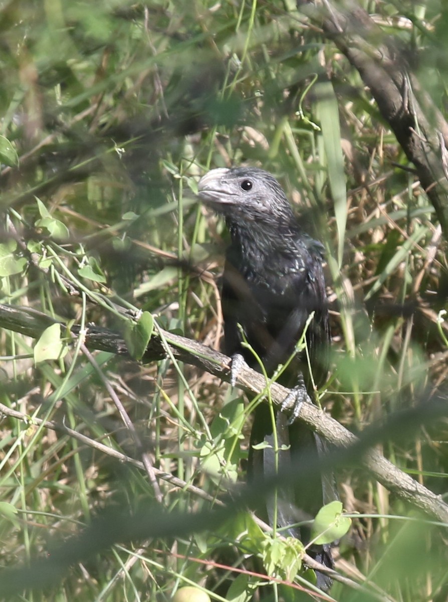 Groove-billed Ani - ML167088681