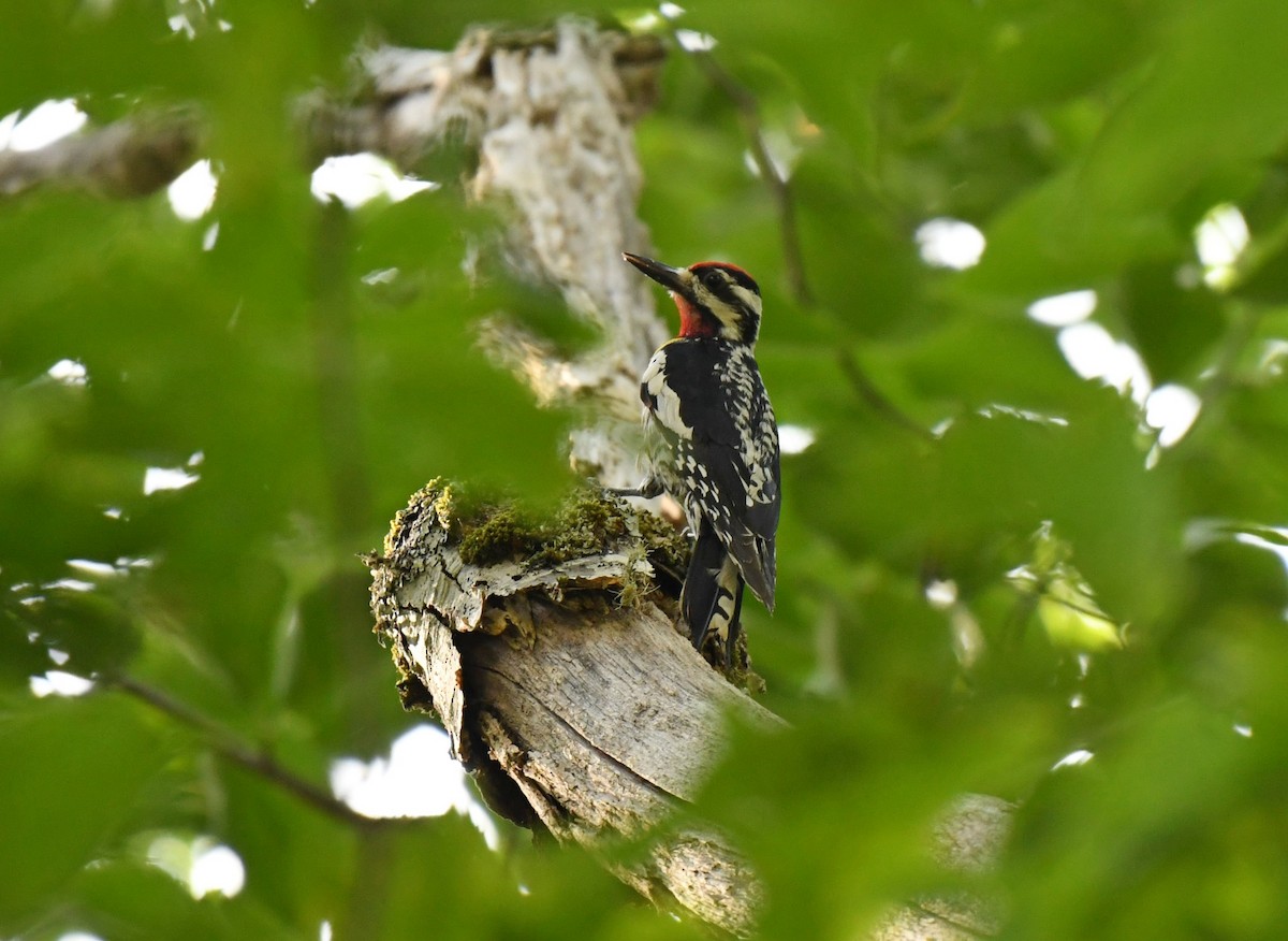 Yellow-bellied Sapsucker - Angela Granchelli