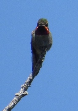 Geniş Kuyruklu Kolibri - ML167088991