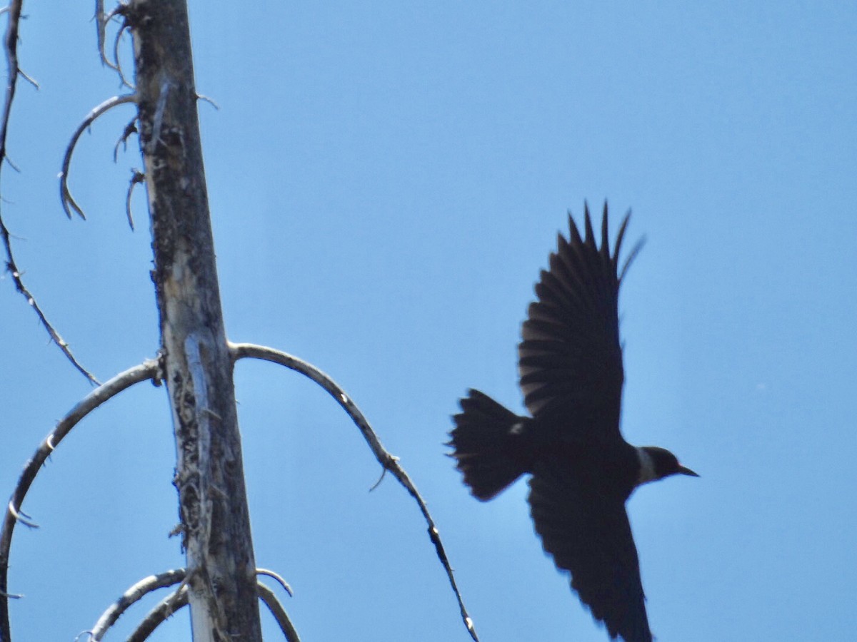 Lewis's Woodpecker - ML167089211