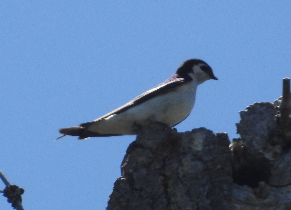 Hirondelle à face blanche - ML167089441