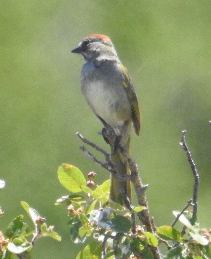 Green-tailed Towhee - ML167089811