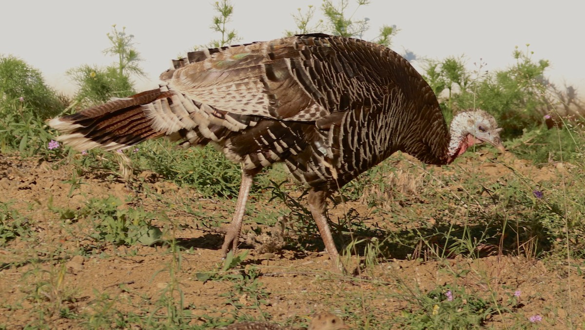 Wild Turkey - maxine reid