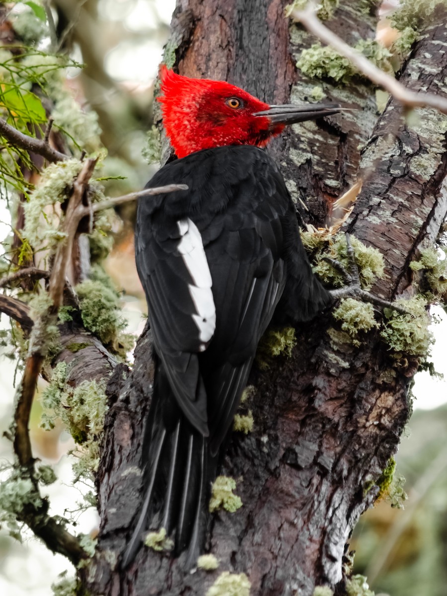 Magellanic Woodpecker - ML167092321