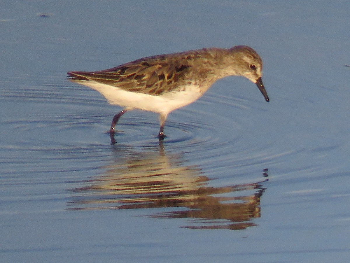 Semipalmated Sandpiper - ML167092371