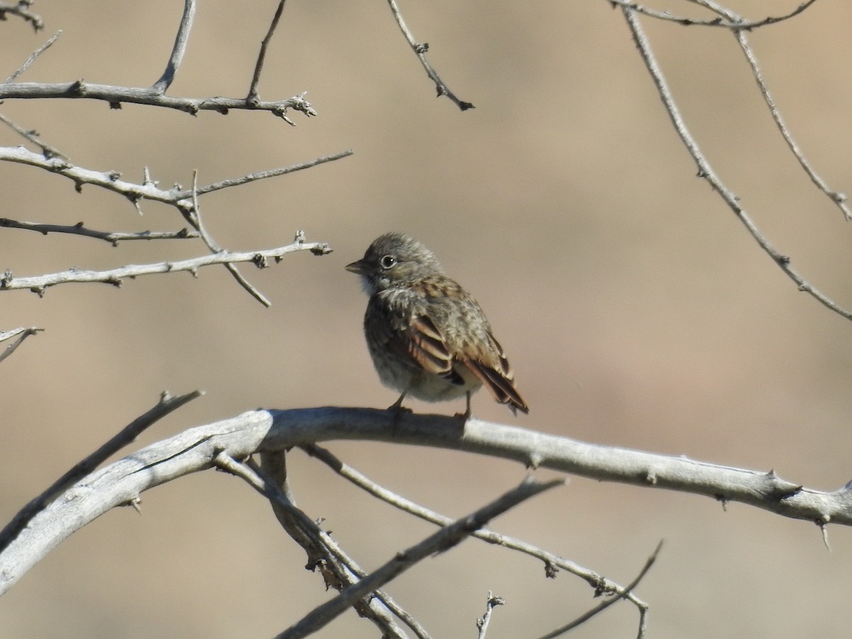 Sagebrush Sparrow - ML167092401