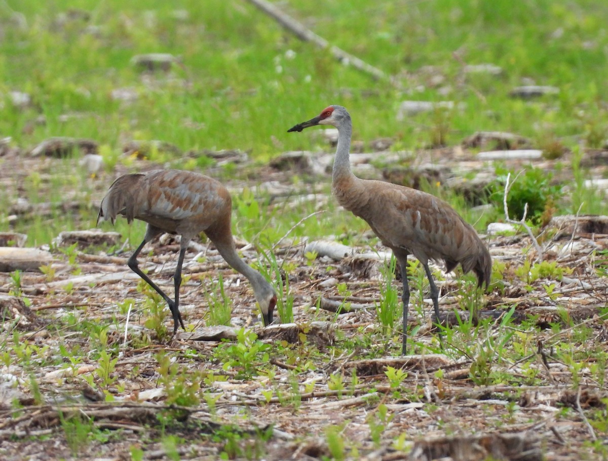 Sandhill Crane - ML167093521