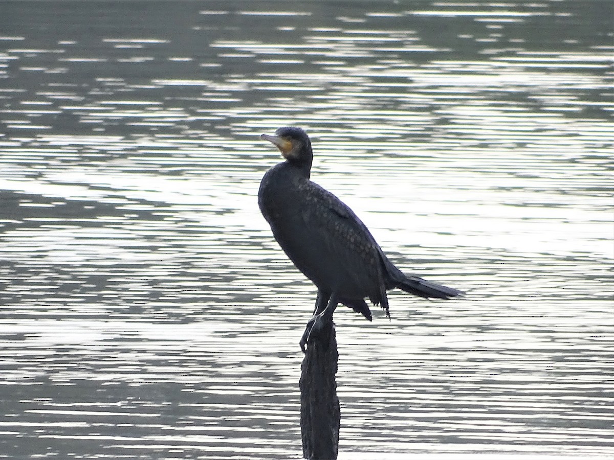 Great Cormorant (Australasian) - ML167100451