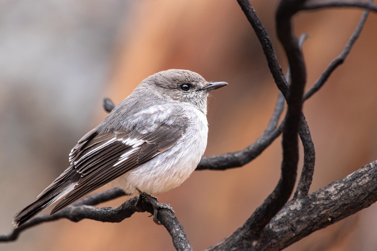 Hooded Robin - ML167101641