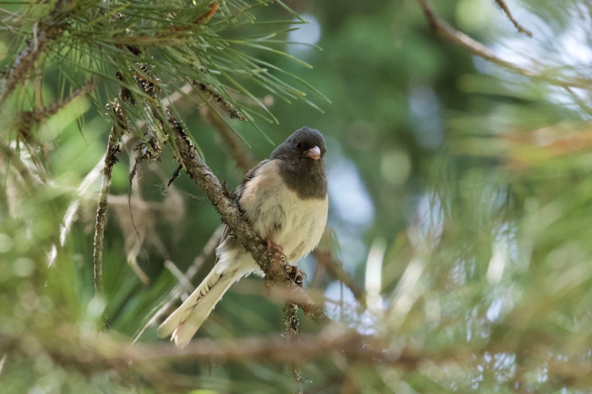 Dark-eyed Junco - ML167103121
