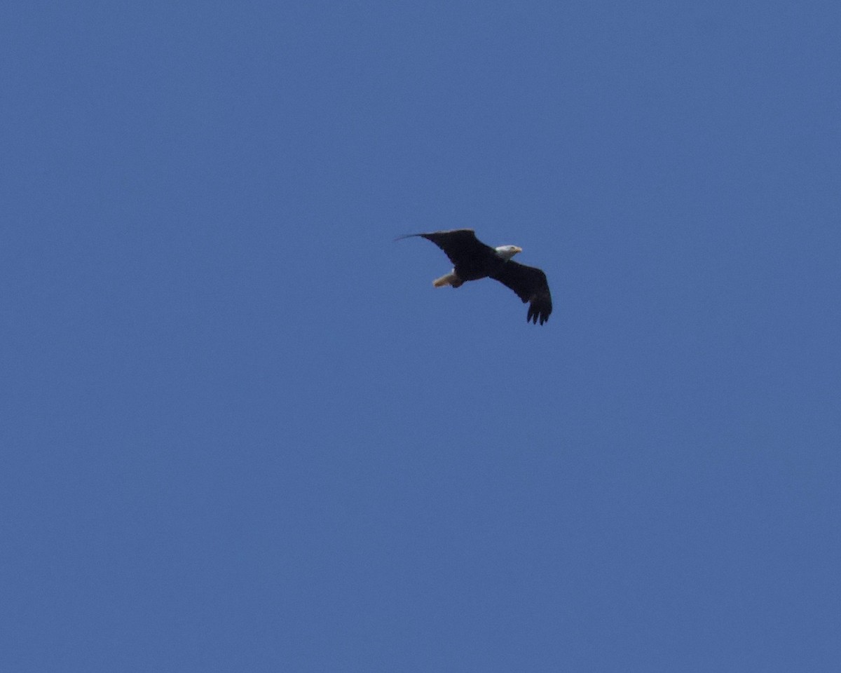Bald Eagle - ML167103331