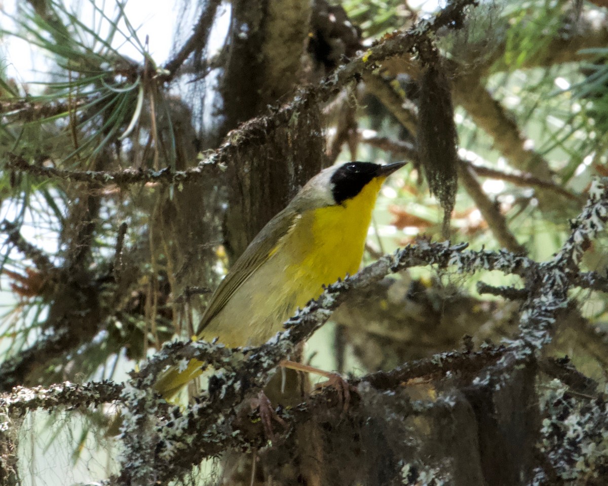 Common Yellowthroat - ML167103461