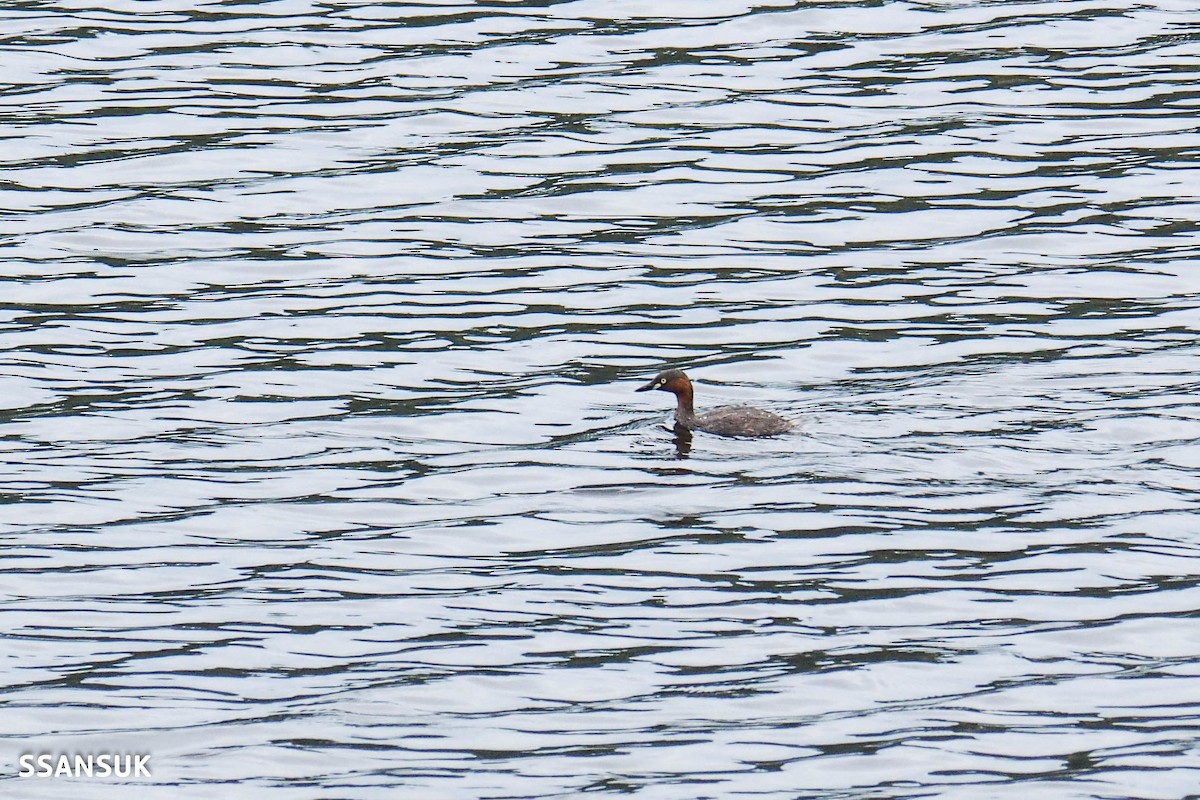 Little Grebe - ML167104101