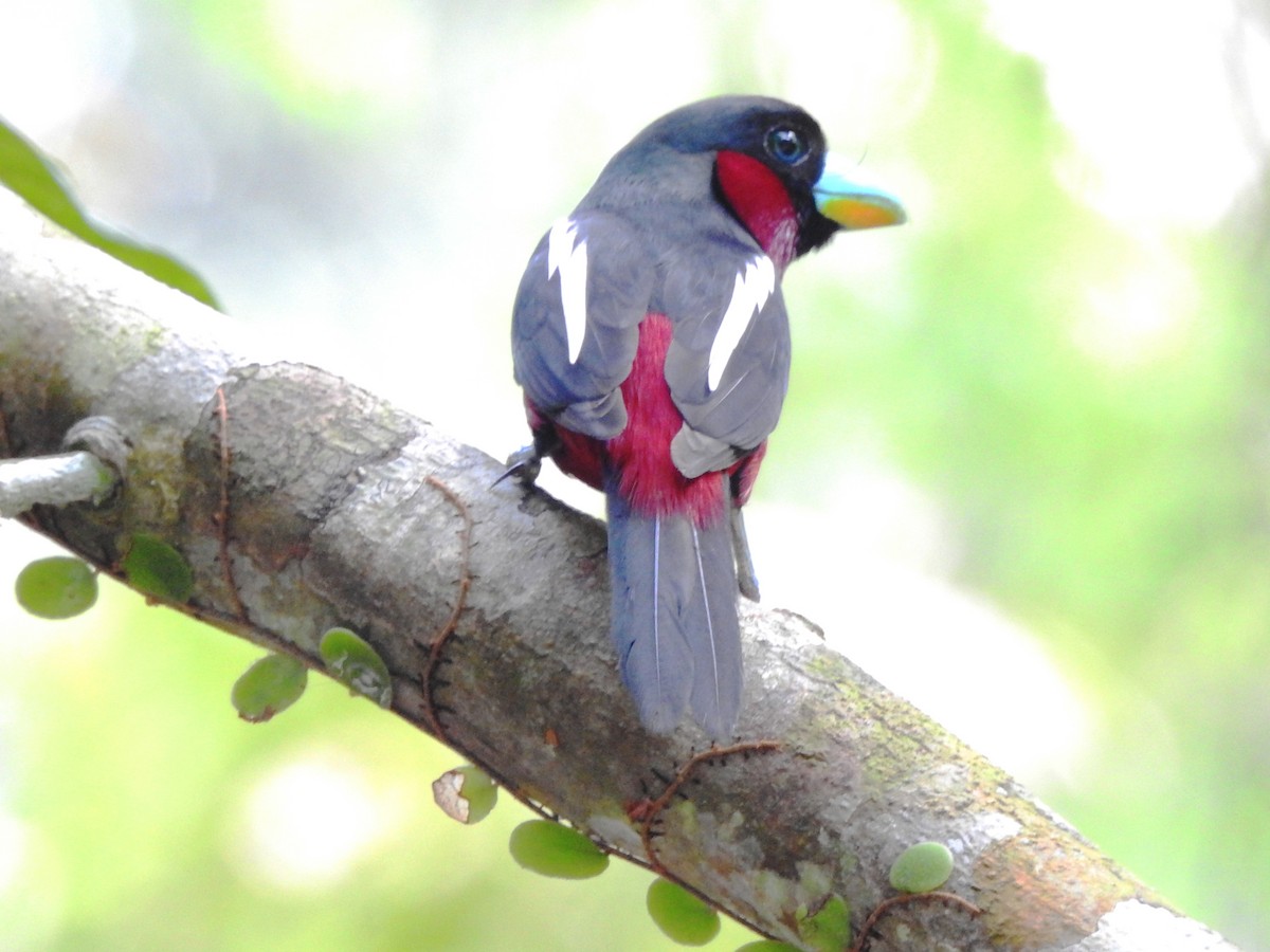 Black-and-red Broadbill - Shafeeq Wilson