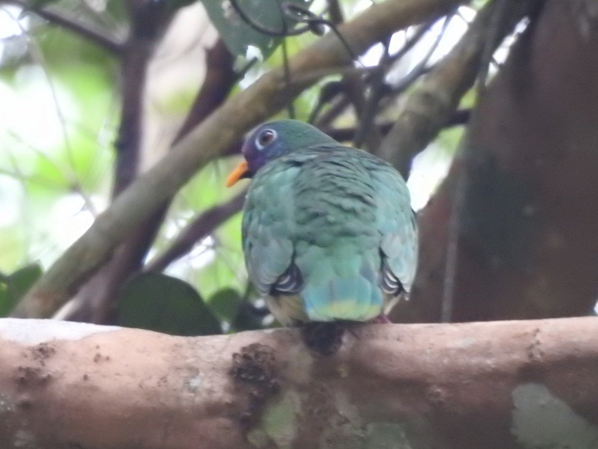 Jambu Fruit-Dove - ML167106651