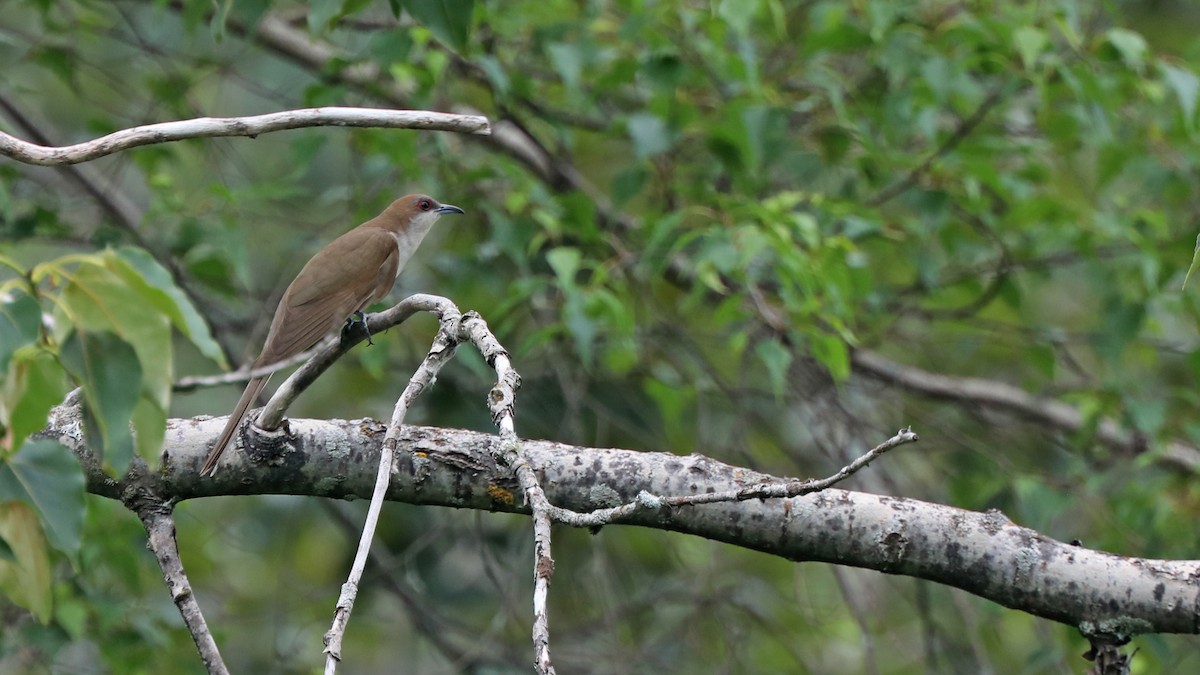 Black-billed Cuckoo - Daniel Jauvin