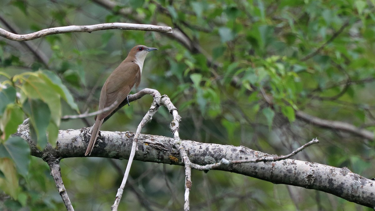 Black-billed Cuckoo - ML167107711