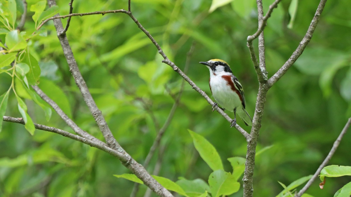 Chestnut-sided Warbler - Daniel Jauvin