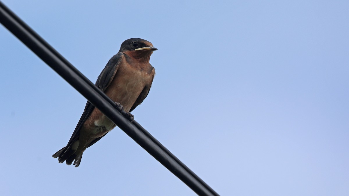 Barn Swallow - Daniel Jauvin