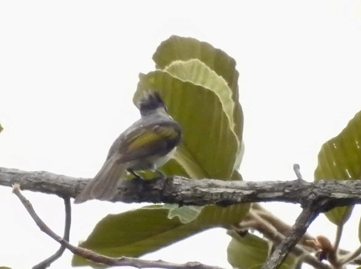 Bulbul à ailes vertes - ML167109611