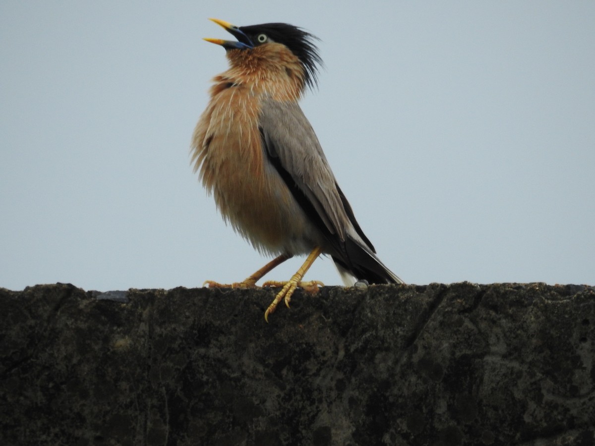 Brahminy Starling - RAKESH SINGHA DEV