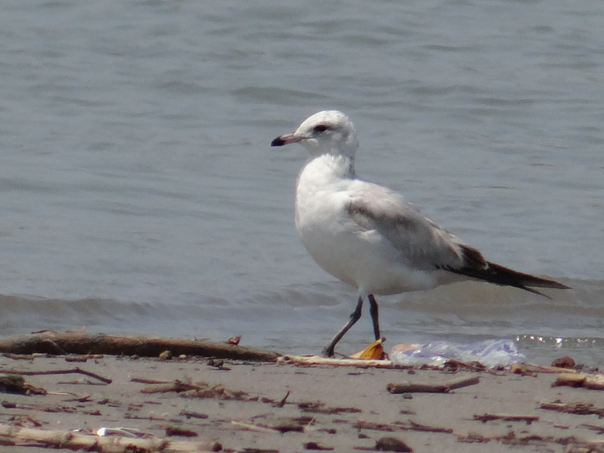 Ring-billed Gull - Pablo Bedrossian