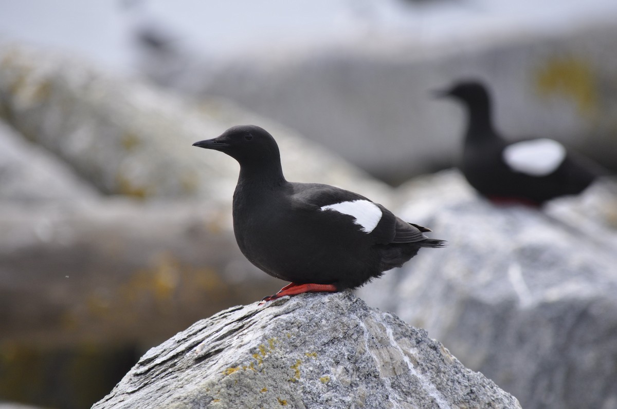 Black Guillemot - ML167114501