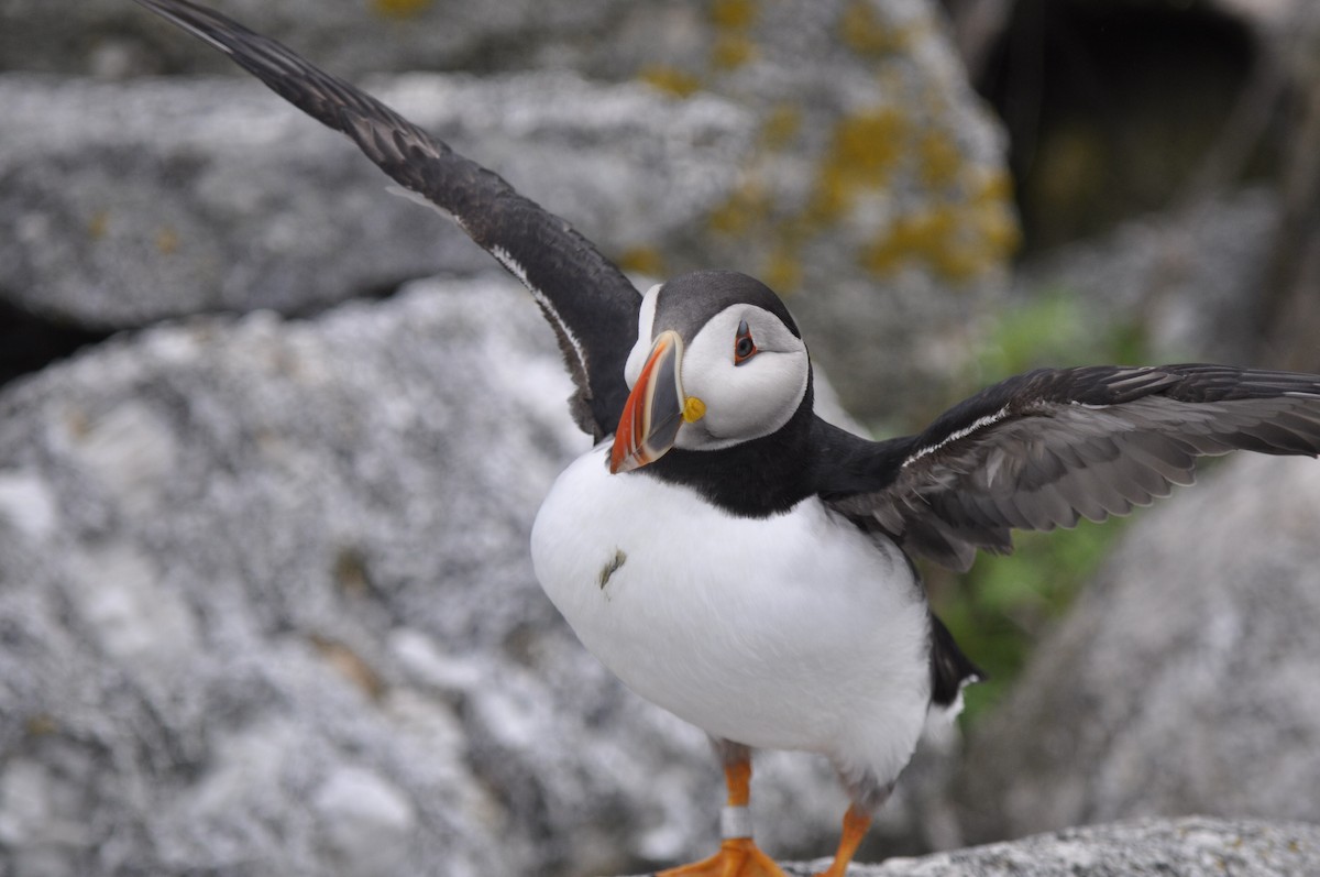 Atlantic Puffin - ML167114671