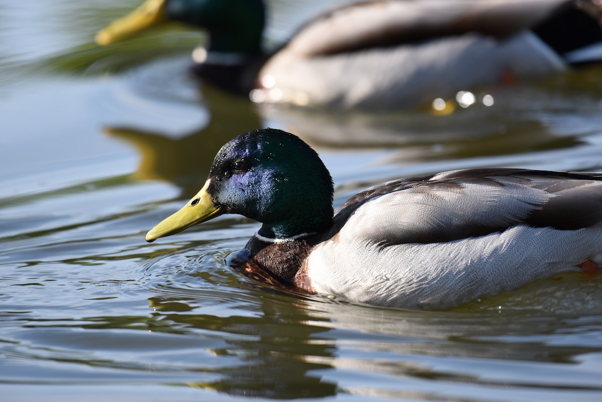 Mallard - ML167115421