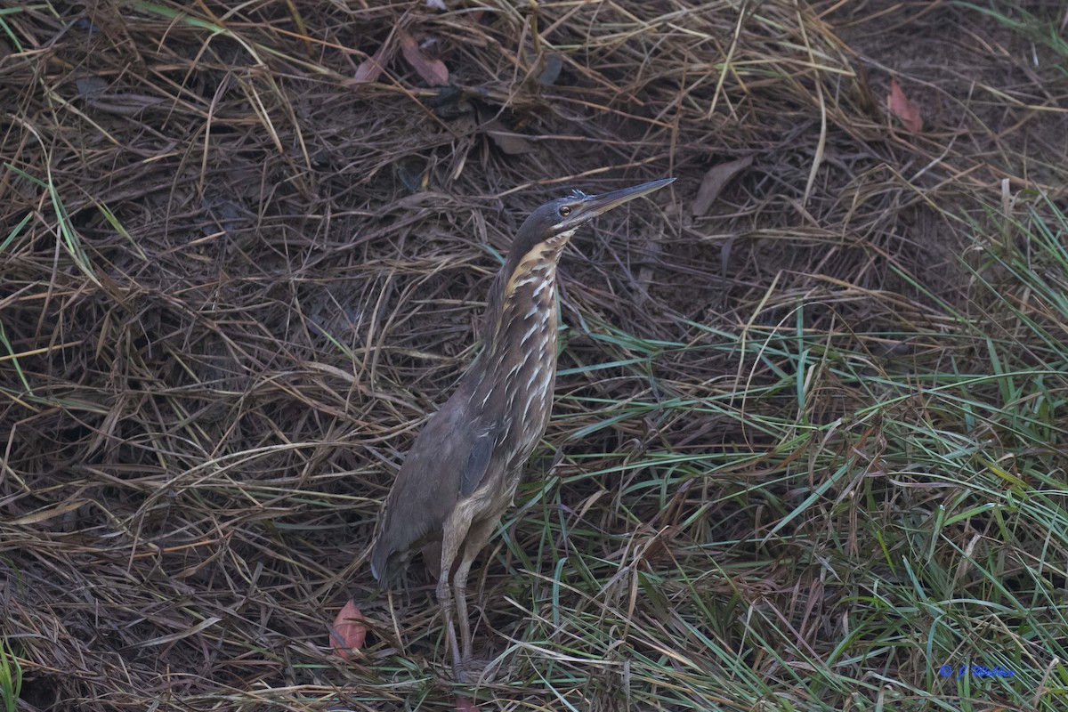 Black Bittern - Jodi Webber