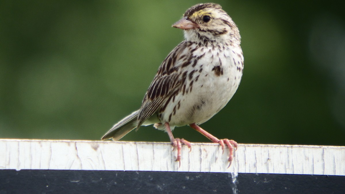 Savannah Sparrow - ML167117001