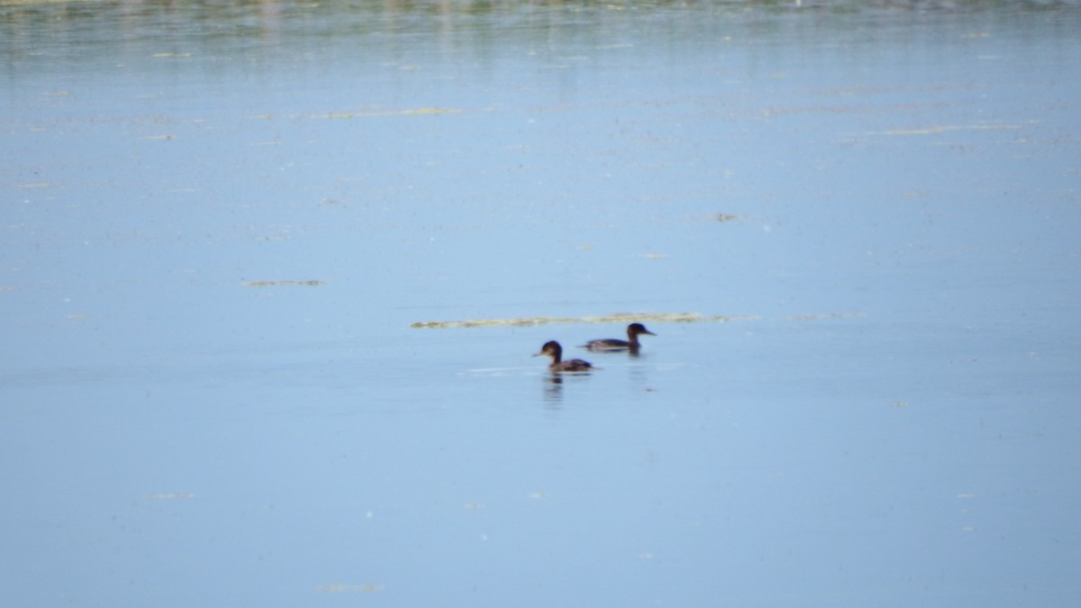 Hooded Merganser - ML167117031