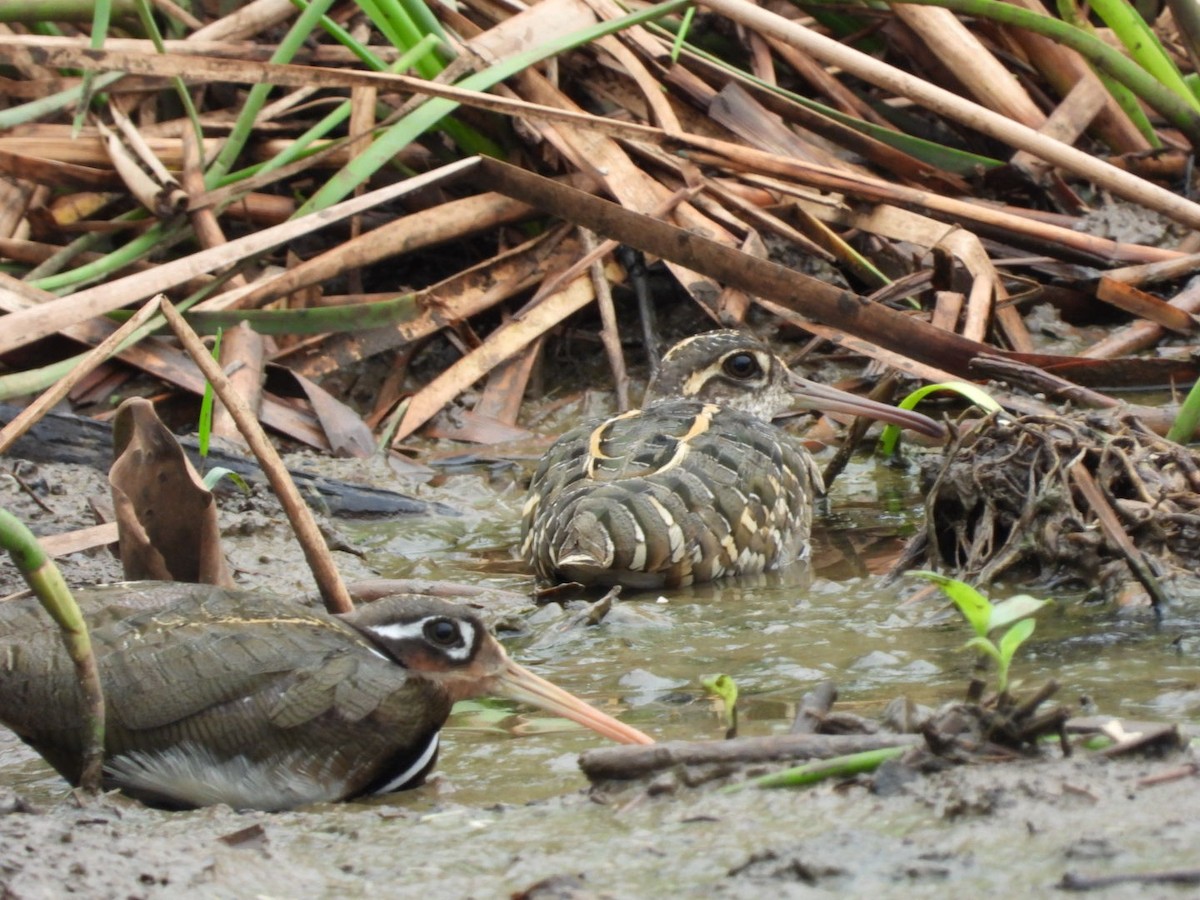 Greater Painted-Snipe - ML167118371