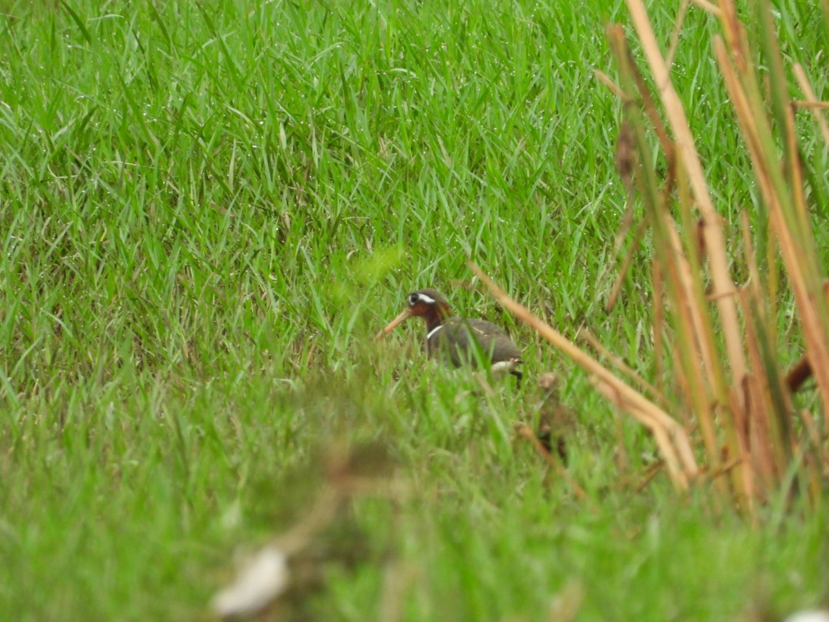 Greater Painted-Snipe - ML167118401