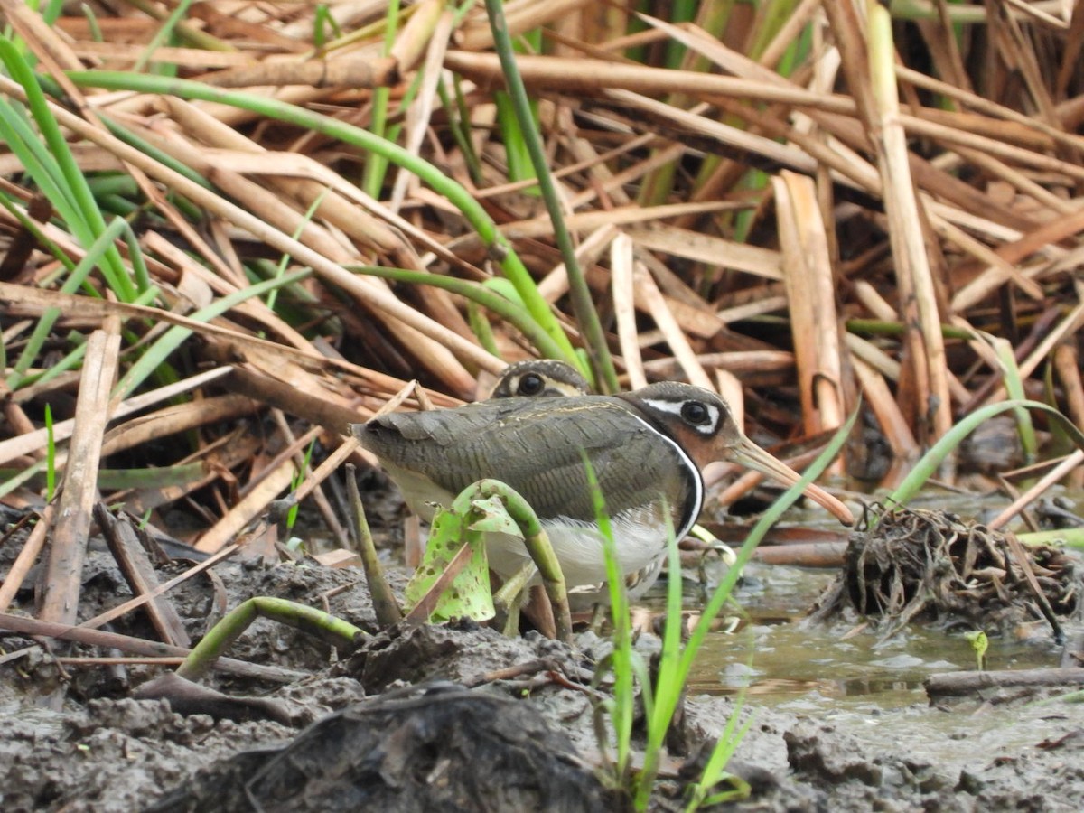 Greater Painted-Snipe - ML167118411